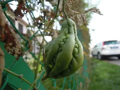 image-3415744666.webp