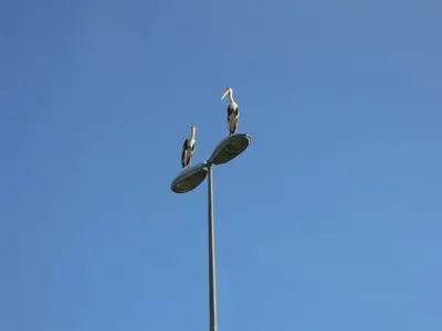 image-1186042993.webp