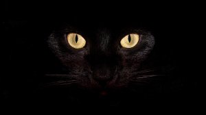 Black_cat_Laptop_wallpaper.jpg