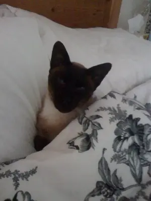 image-1245748443.webp
