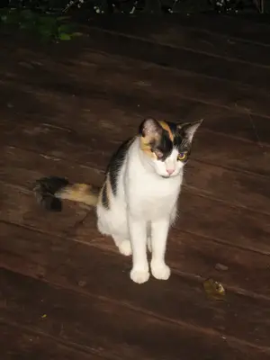image-1081008550.webp