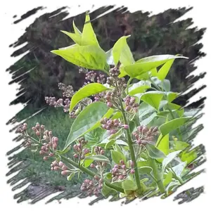 image-3900818775.webp