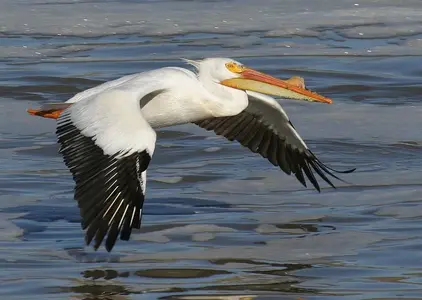 pelican.webp