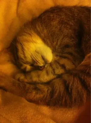 image-1403629782.webp