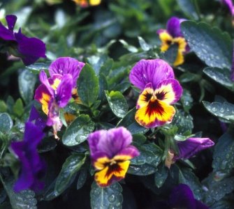 Madeira_Flowers1.jpg
