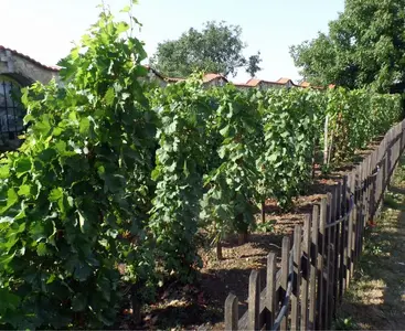 image-166086411.webp image-166086411.webp