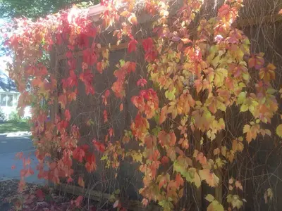 image-4009586852.webp