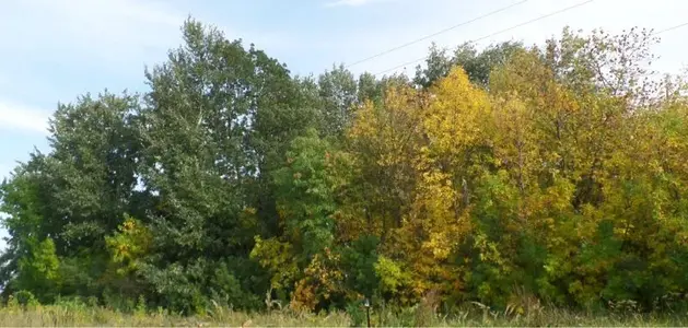image-4102367290.webp