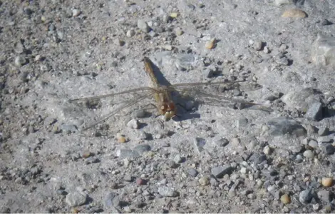 image-3675837590.webp