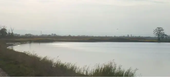 image-446289611.webp