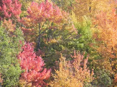 image-3453757884.webp