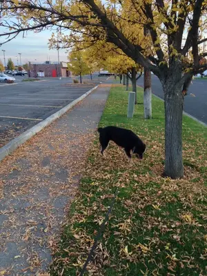 image-4272767061.webp
