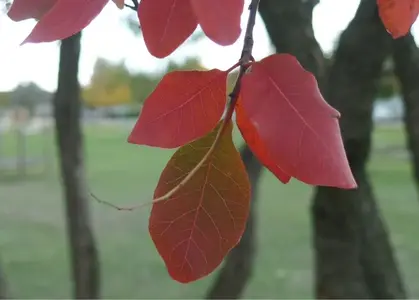 image-1265715901.webp