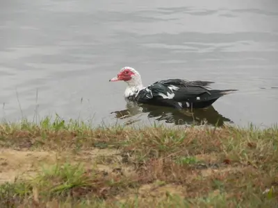 image-1272225124.webp