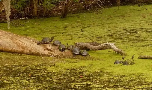 Airlie_Turtles2a.webp