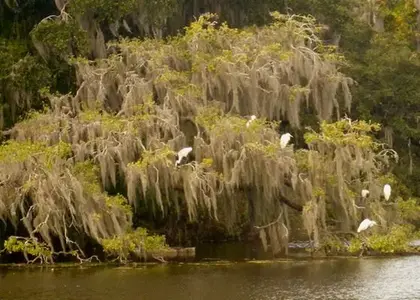 Airlie_Birds2.webp
