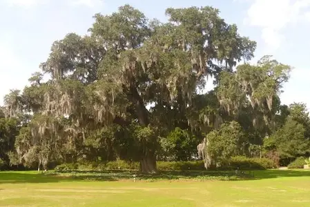 Airlie_Oak1.webp
