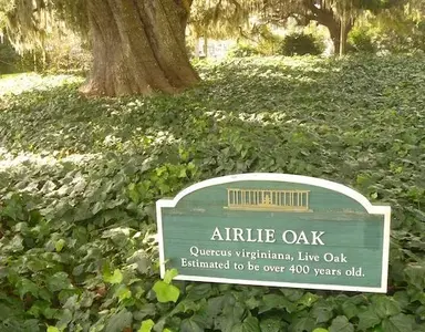 Airlie_Oak3.webp