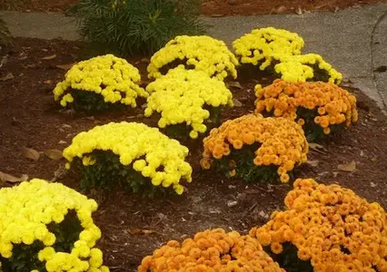 Chrysanthemums2.webp