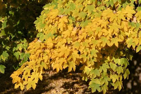 FallLeaves.webp