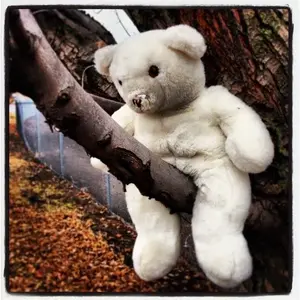 BearInTree.webp