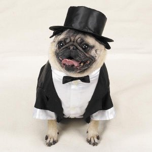 dog-tux-with-tails-and-top-hat.jpg