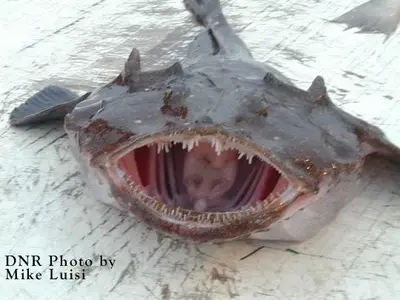 monkfish540.webp monkfish540.webp