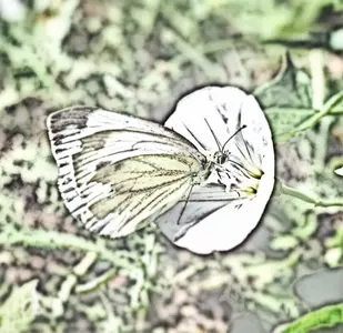 image-162798927.webp