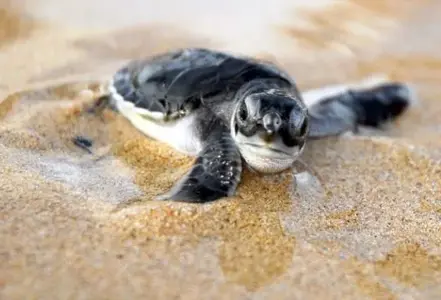 image-3281031130.webp