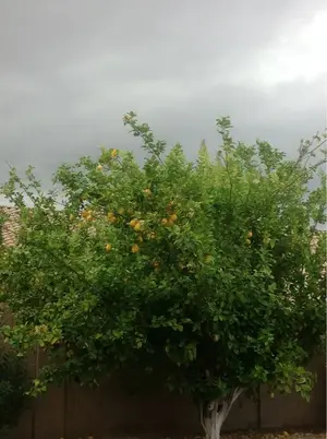 image-347340637.webp