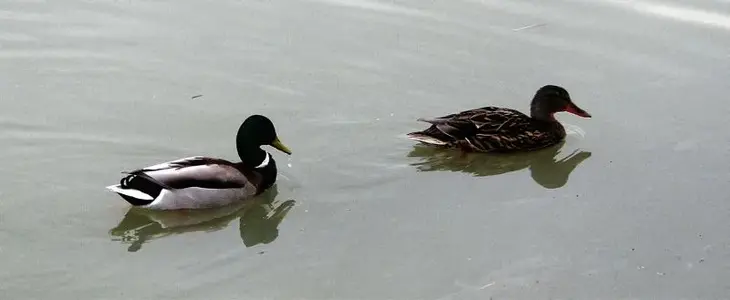 image-65481199.webp