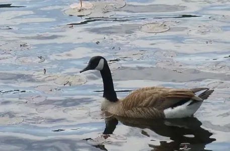 GooseBassLake.webp