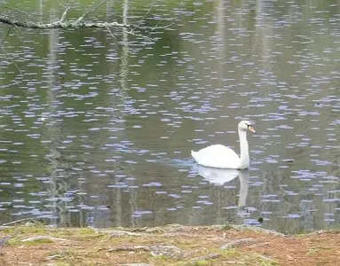 SwanBassLake.webp