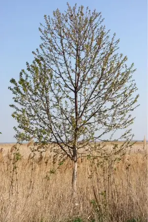 image-4293541649.webp