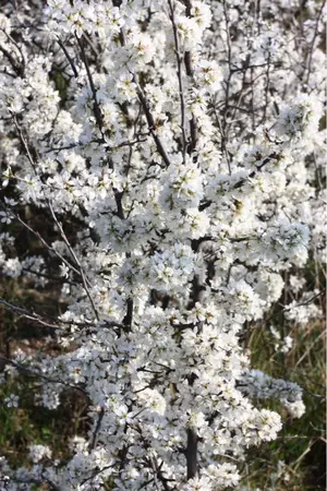 image-2262640656.webp