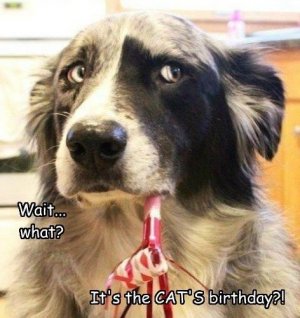 funny-pictures-its-the-cats-birthday-skeptical-dog.jpg