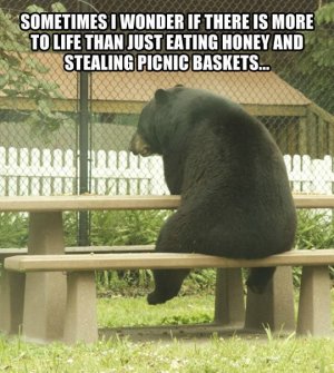 funny-pictures-bear-contemplating-life-table.jpg