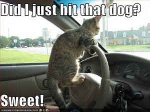 Cat Driving.jpg