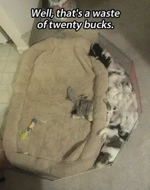 funny-pictures-waste-twenty-bucks-kittens-not-sleeping-cat-bed.webp