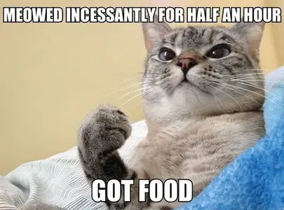 funny-pictures-success-cat-meowed-got-food.webp