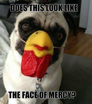 funny-pictures-the-face-mercy-pug-dog-chicken-mask.jpg