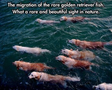 funny-pictures-golden-retriever-migration-dogs-swimming.jpg