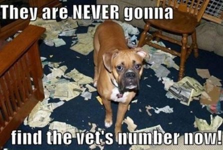 funny-pictures-never-find-number-now-dog-ripped-phone-book.jpg