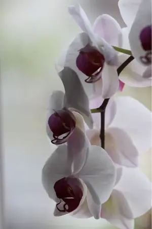 image-1118159227.webp