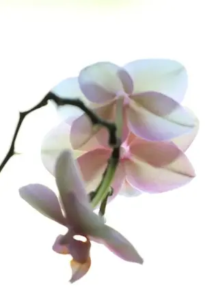 image-1430856535.webp