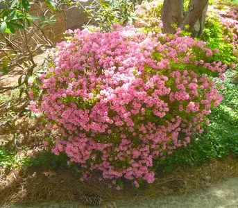 HouseA4_14.webp