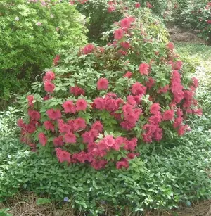 HouseB4_14.webp