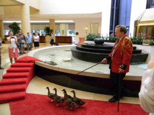 The-Peabody-Hotel-duck-master.jpg