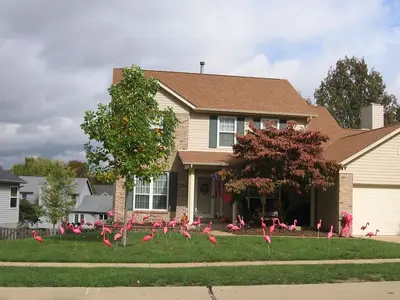 flamingos.webp