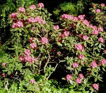 Rhody1.webp